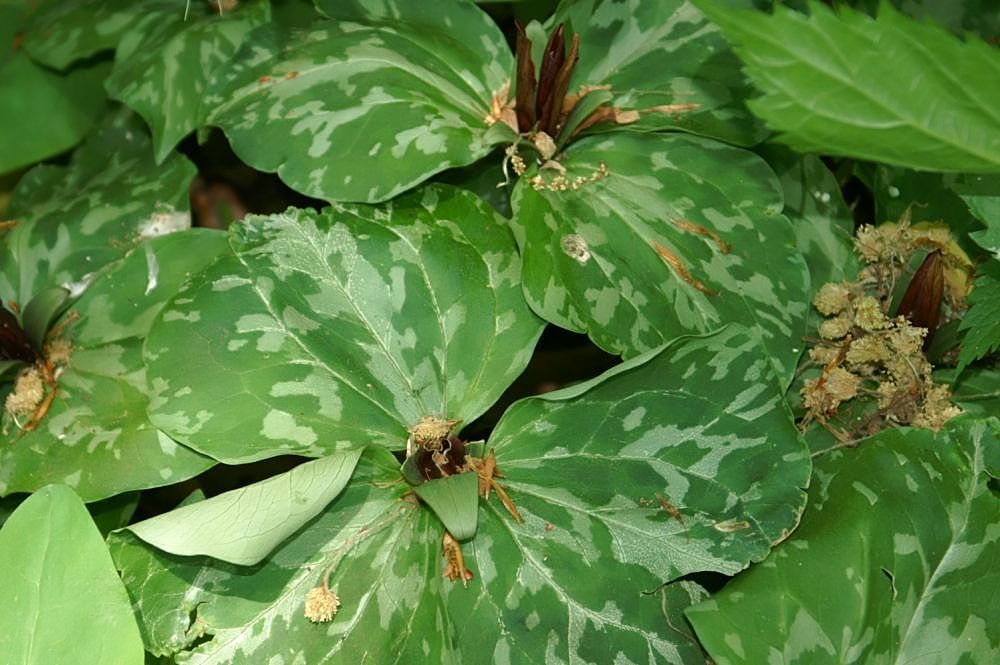 Trillium cuneatum