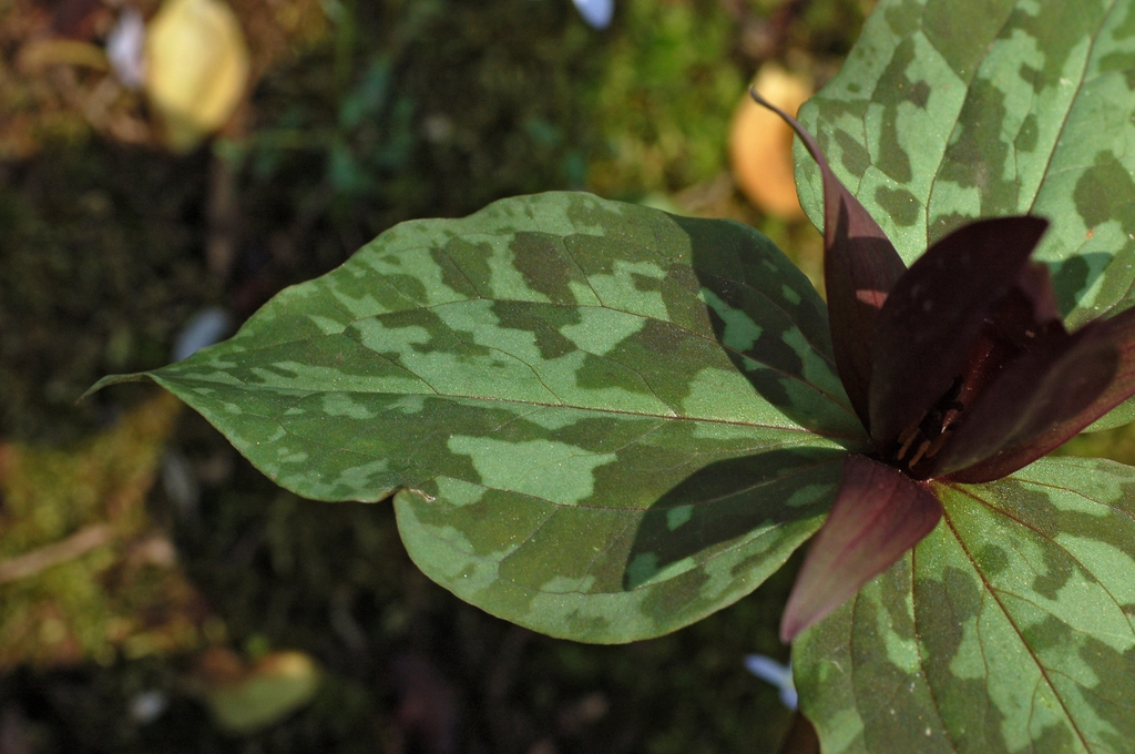 Trillium cuneatum