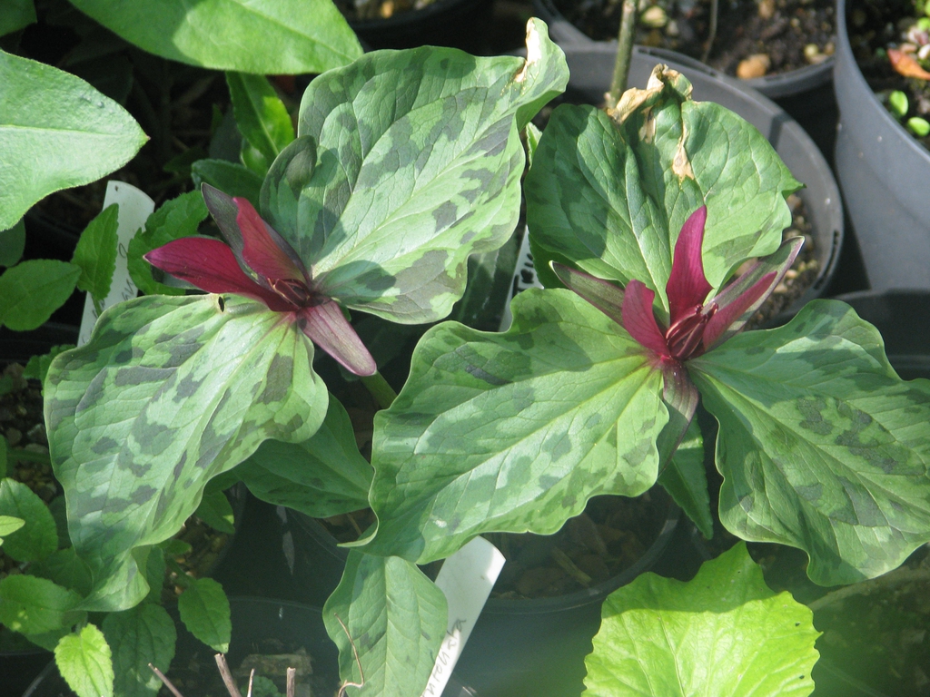 Flowers with mottled bracts