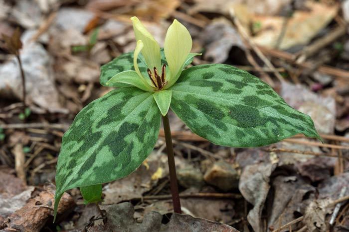 Flower, bracts and stem