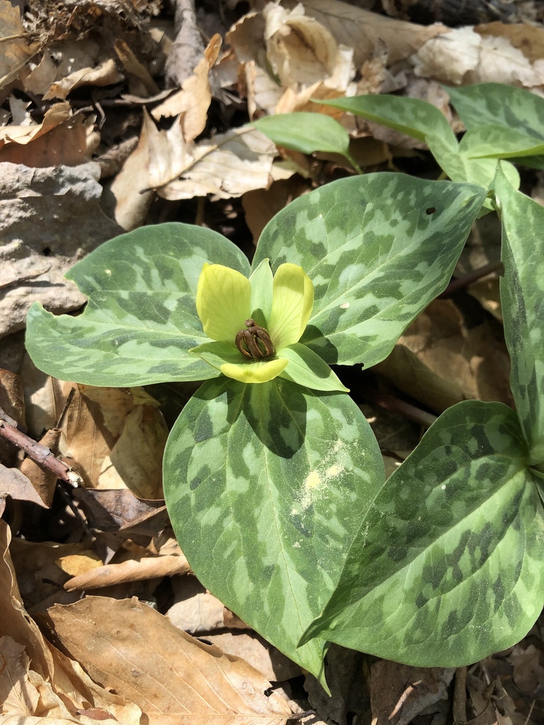 Flower and mottled bracts