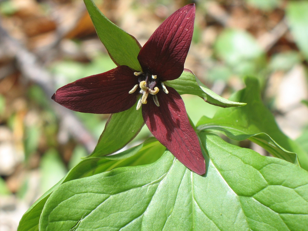Trillium erectum