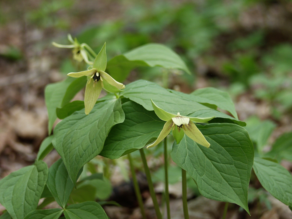 Trillium erectum