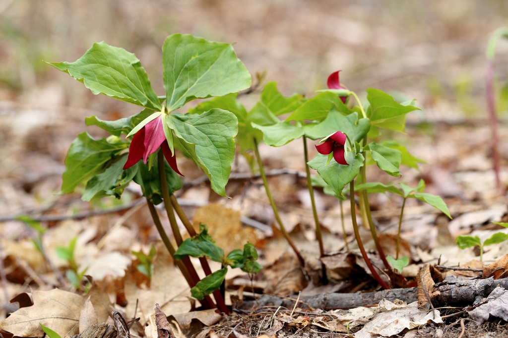 Trillium erectum