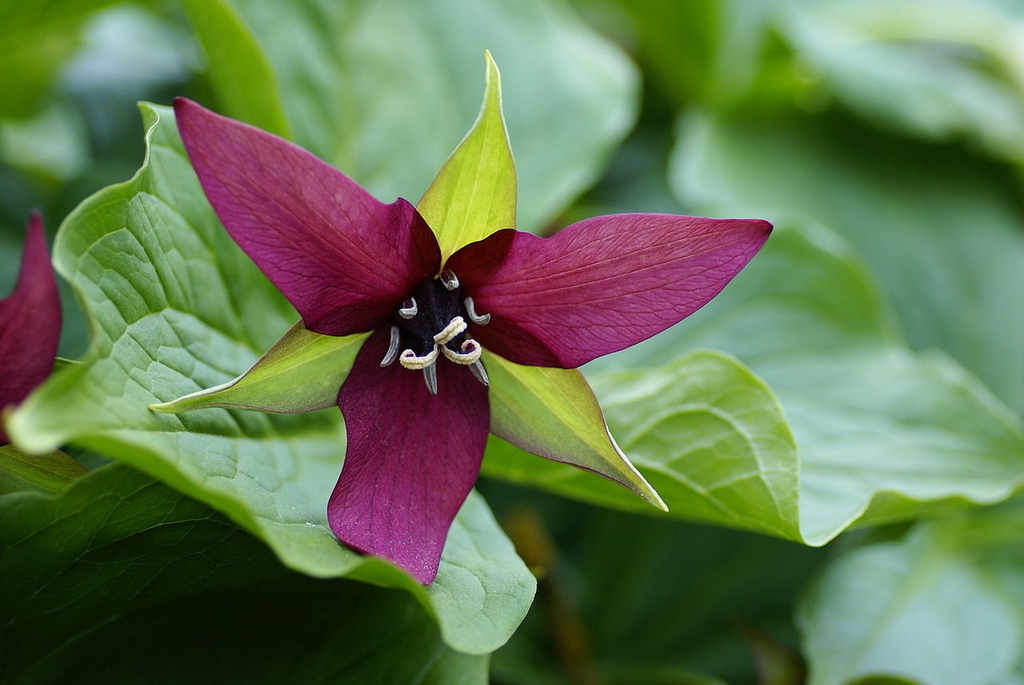 T. erectum flower