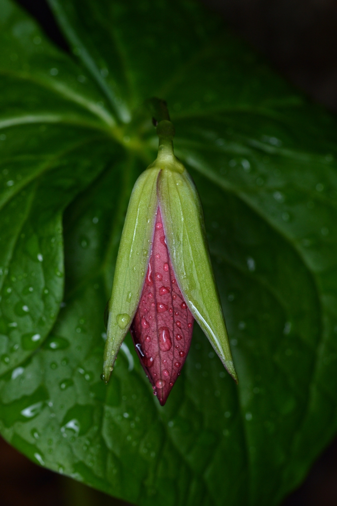 Trillium erectum