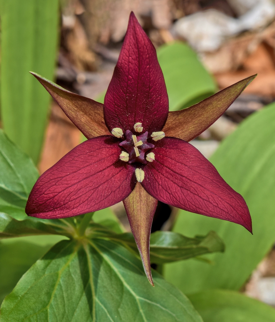 Trillium erectum