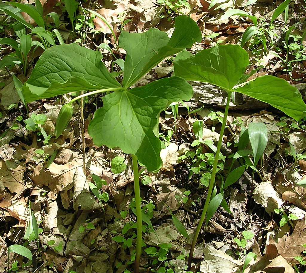 Trillium flexipes