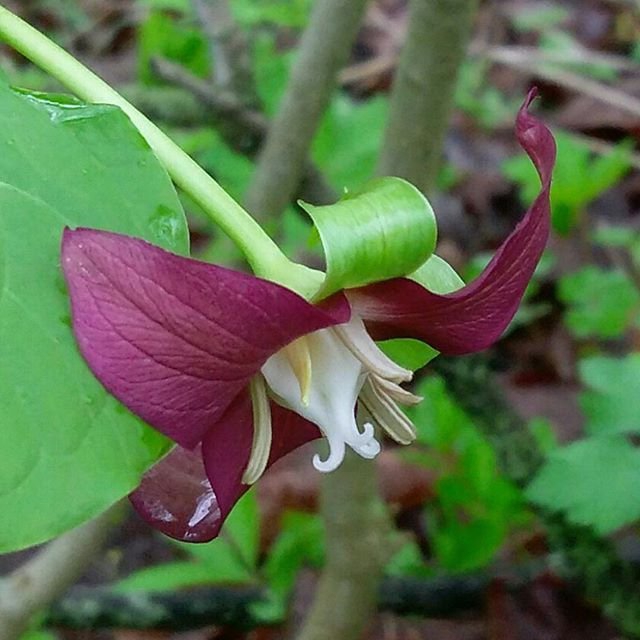 Red flower