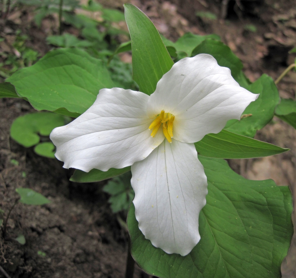 Close up of flower T. grandiflorum