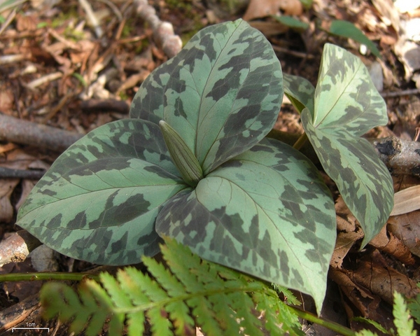 Bracts with flower bud