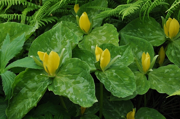 Flowers with mottled bracts