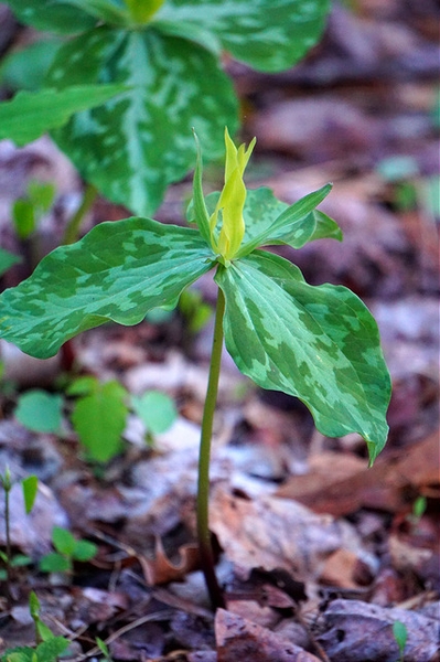Flower, stem, and bracts