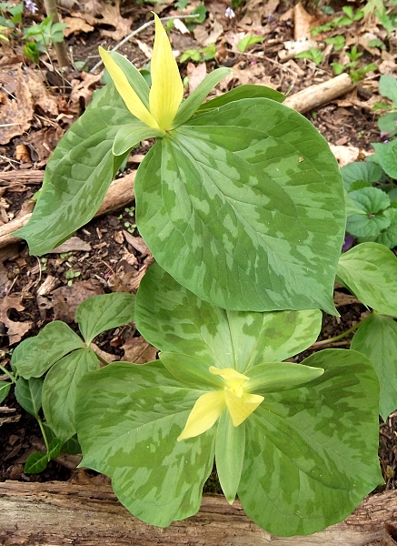 Trillium luteum