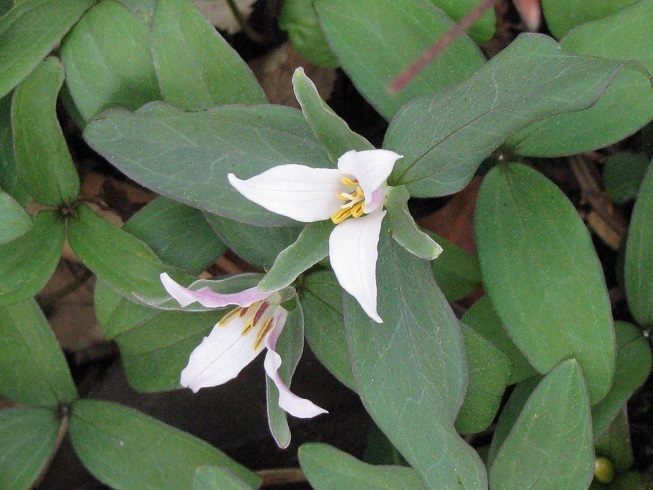 Flower and bracts of v. virginianum