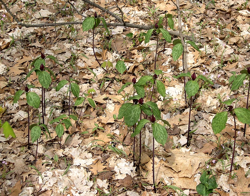 Trillium recurvatum