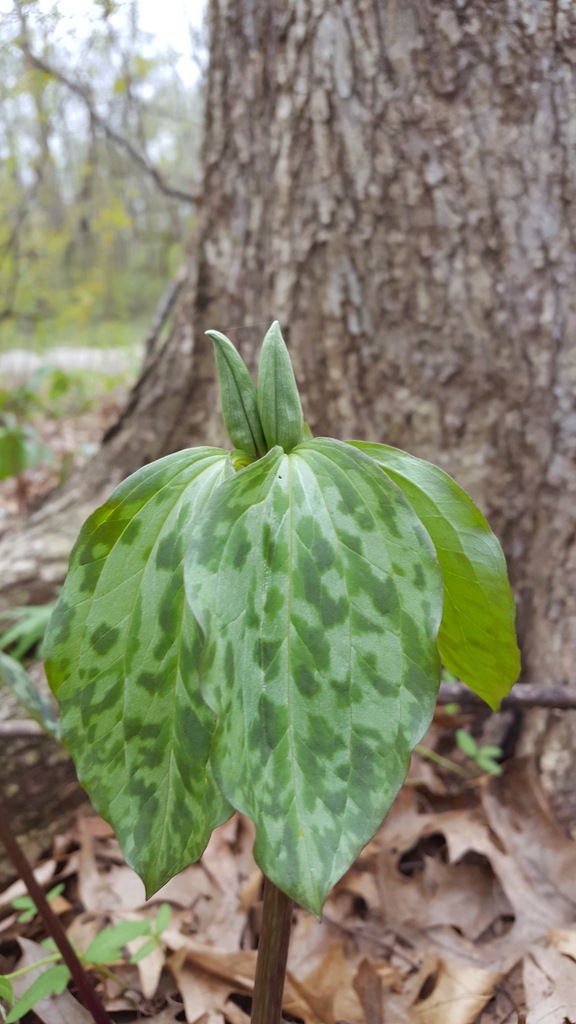 Mottled bracts