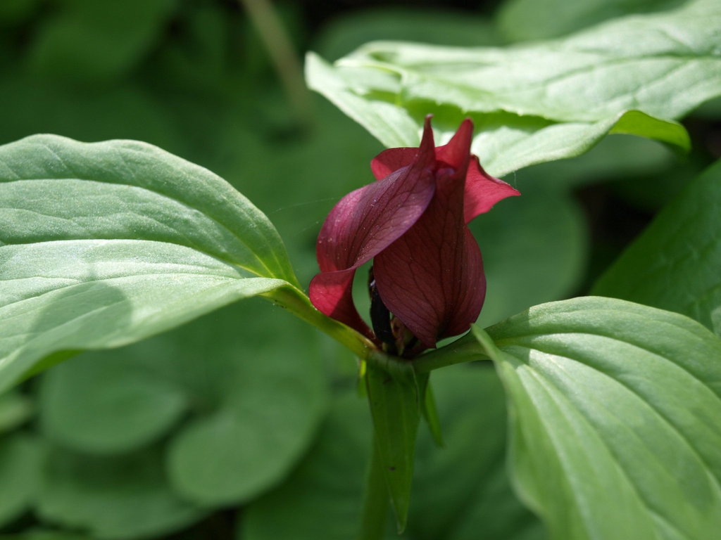 Close up of flower
