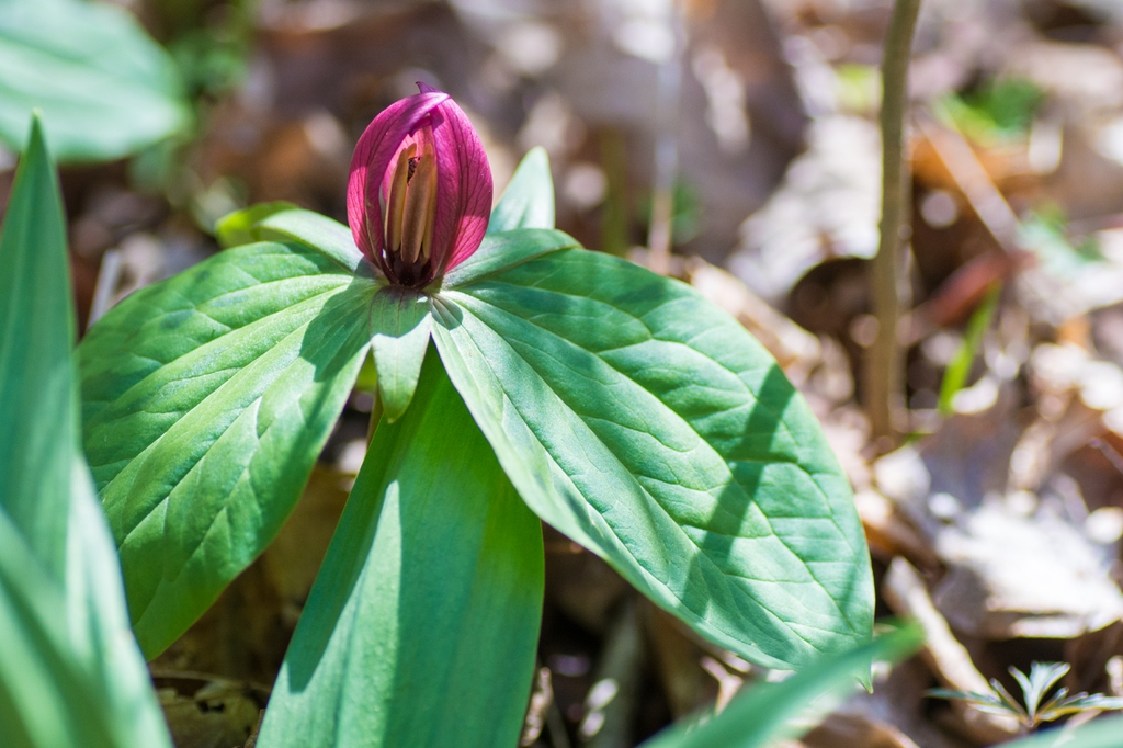 Trillium sessile