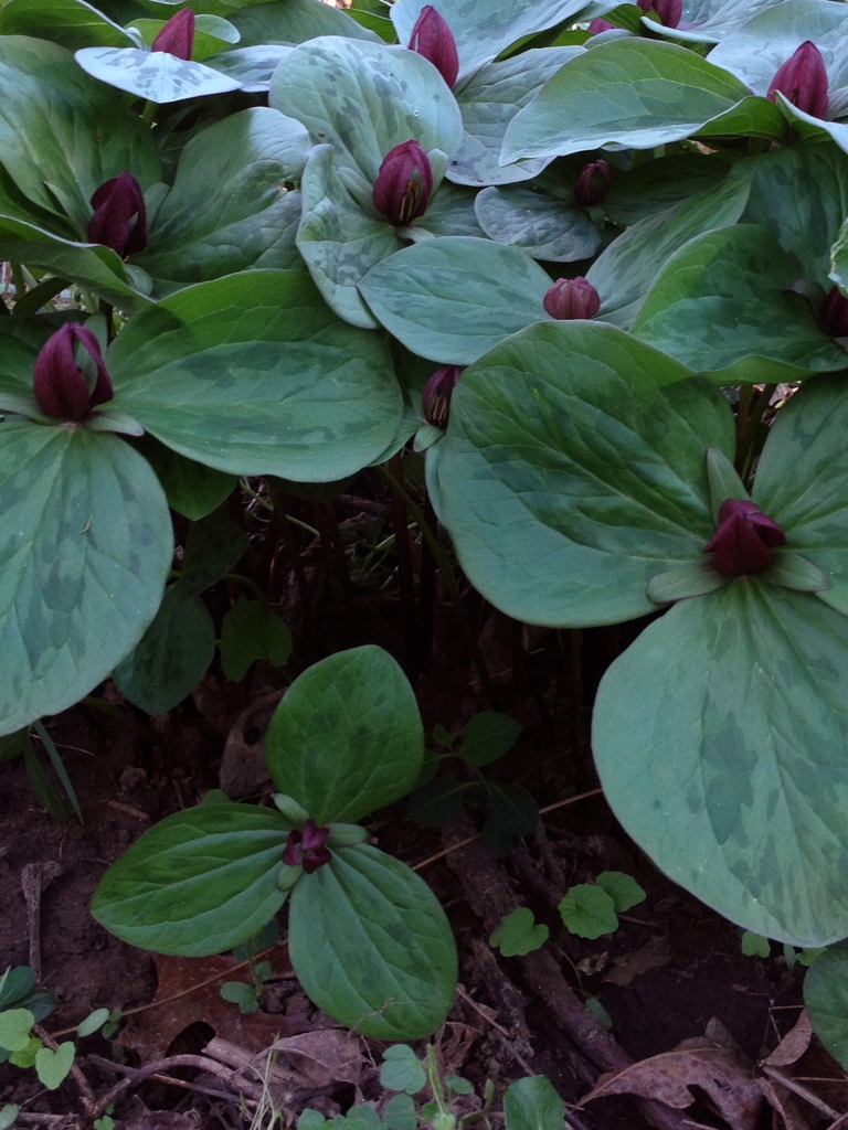 Trillium sessile