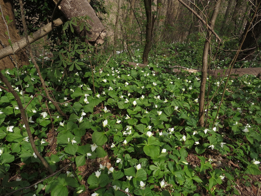 Native habitat