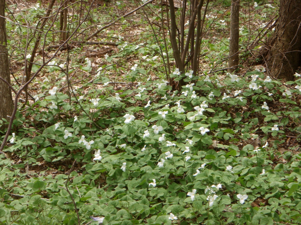 Trillium Form