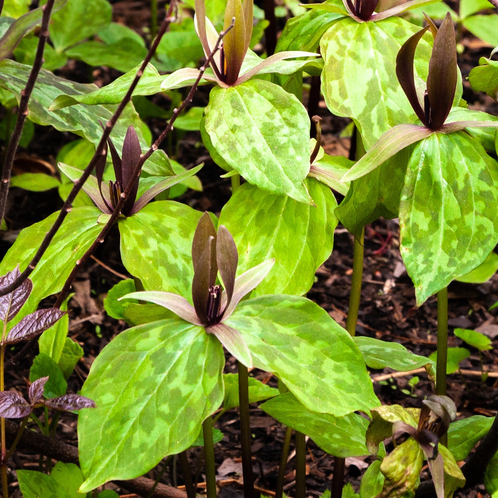 Mottled bracts and sessile flowers