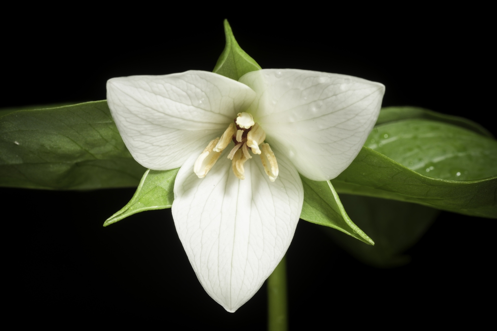 Trillium sulcatum