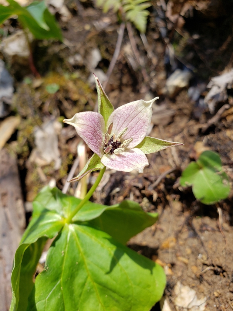 Bi-colored flower