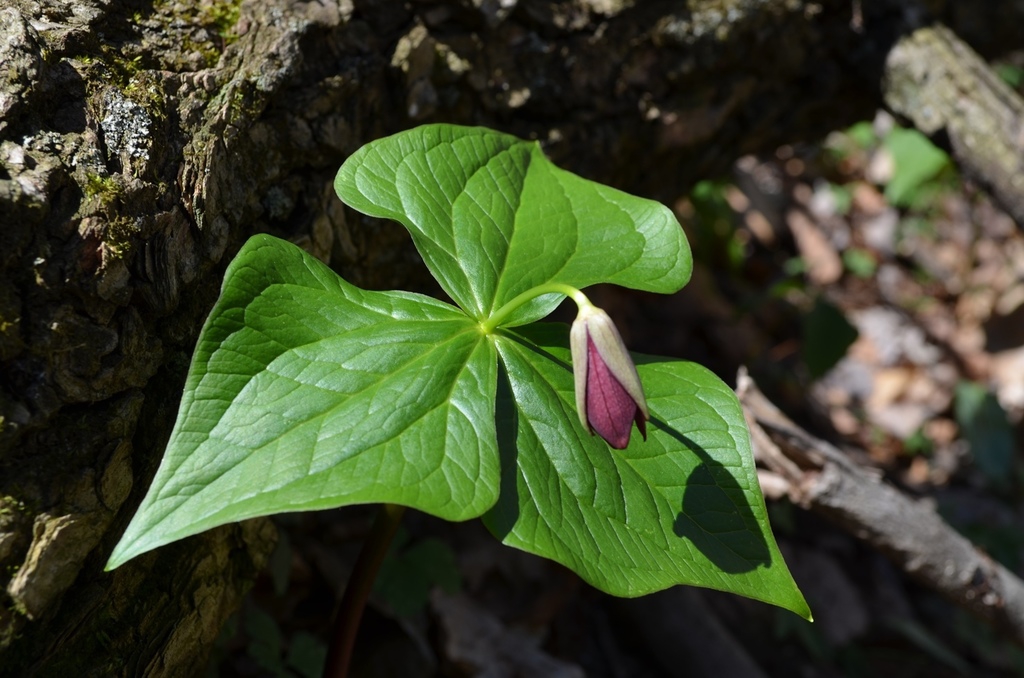 Bracts with flower bud