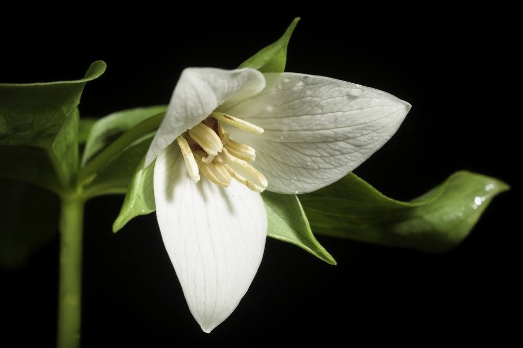 Trillium sulcatum