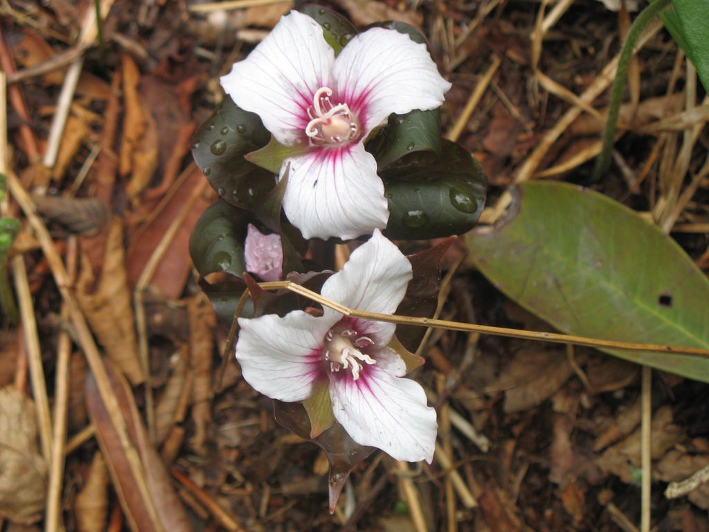Flower Close-up (Great Smoky Mountains,NC)