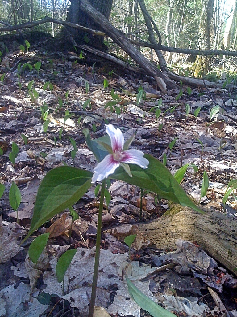 Trillium undulatum