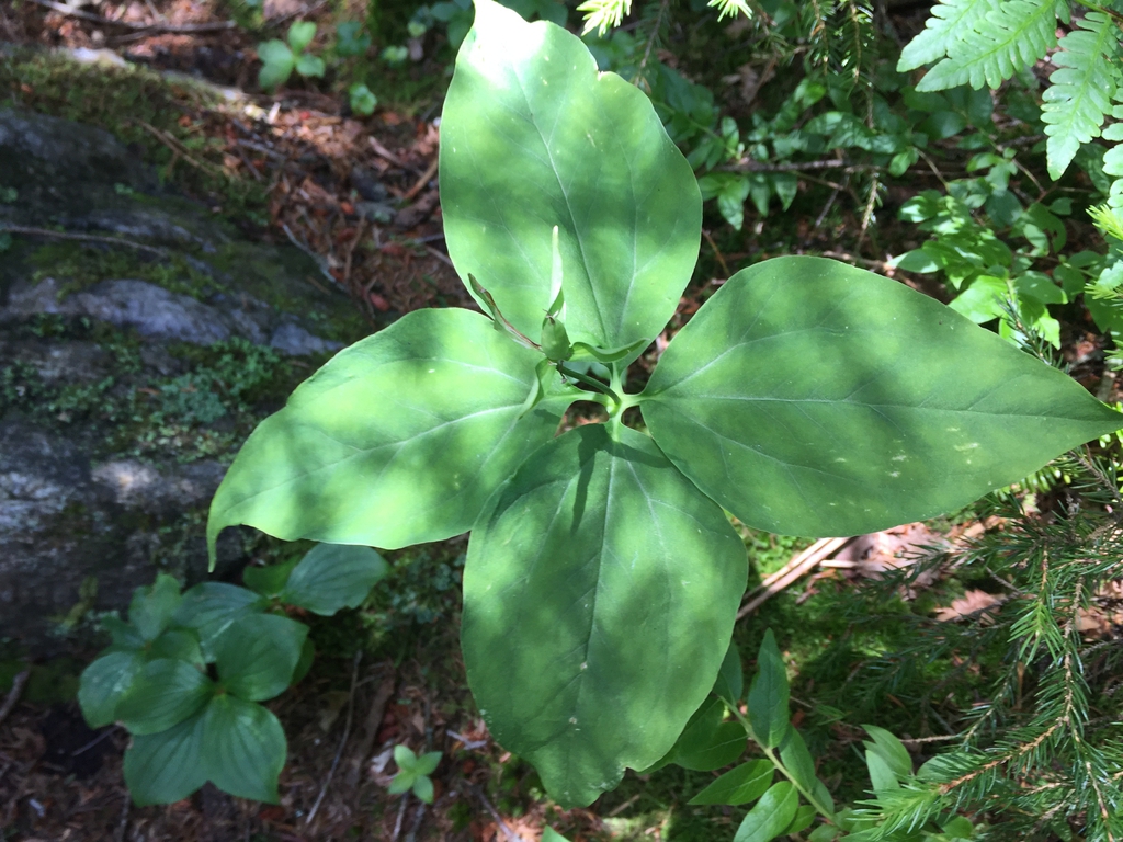 Trillium undulatum