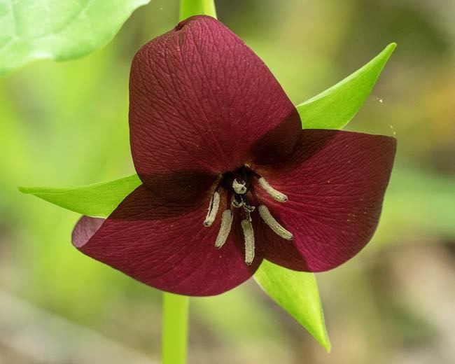 Close up of flower