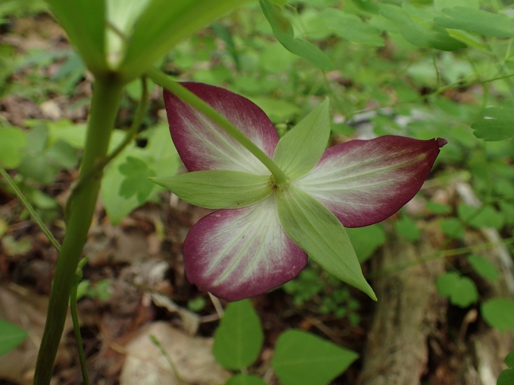 Back of flower