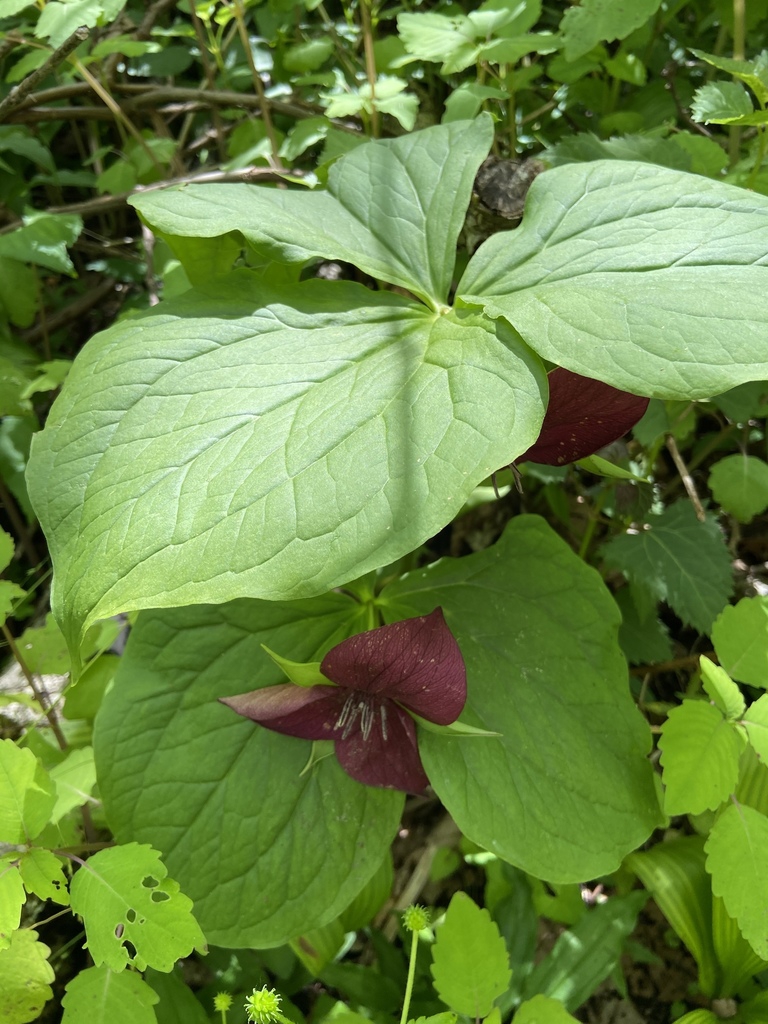 Form