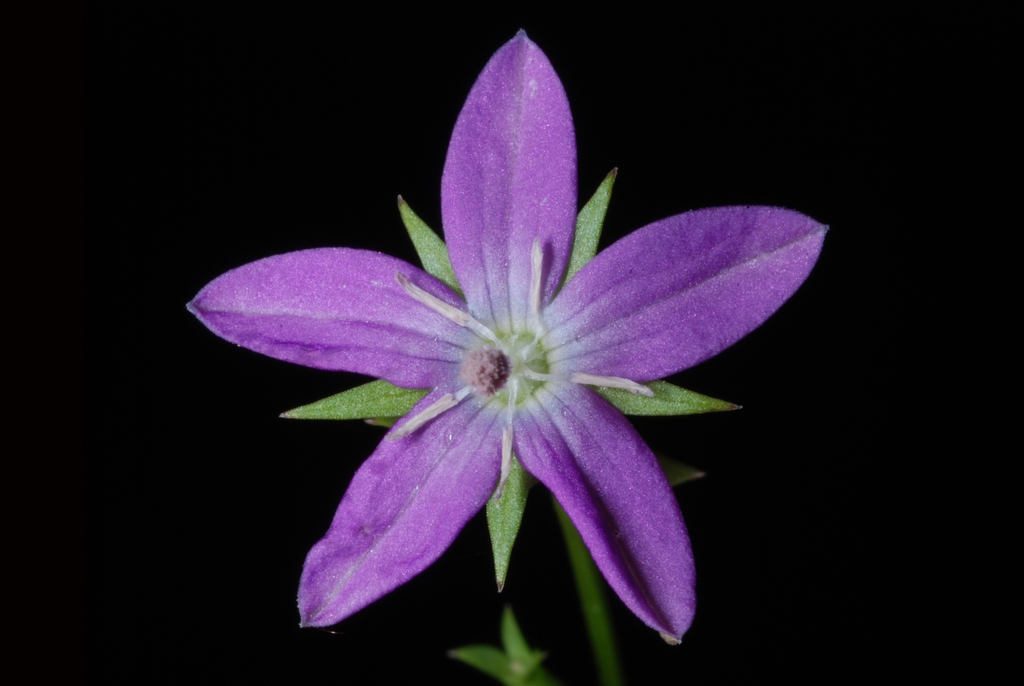Violet flower (Glenwood, Greensboro, NC)-Mid Summer