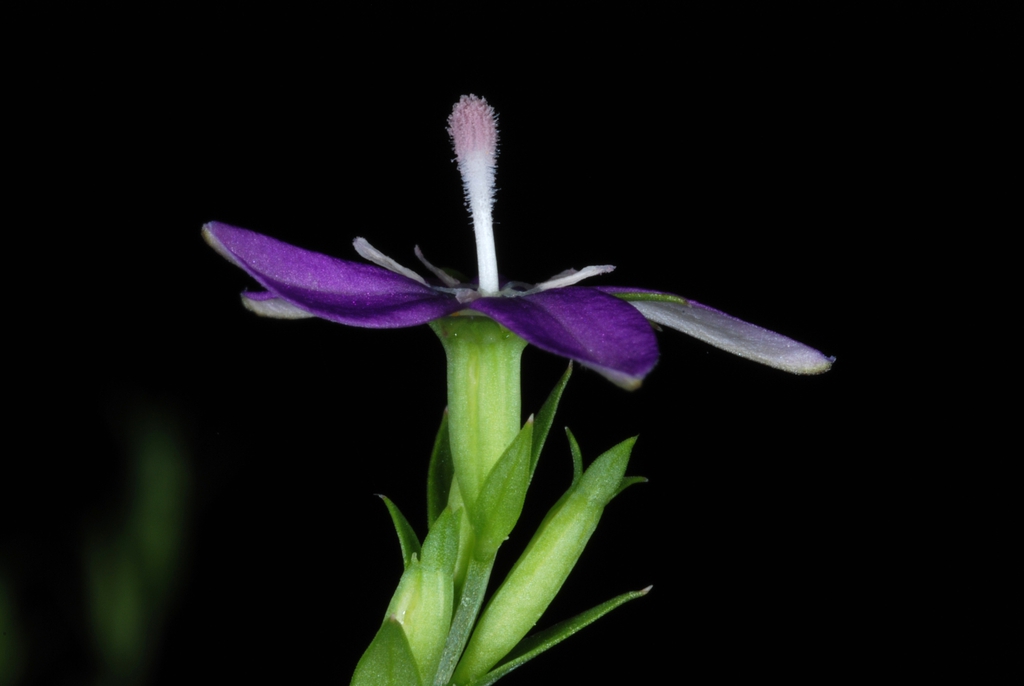 Side view of flower (Glenwood, Greensboro, NC)-Mid Summer