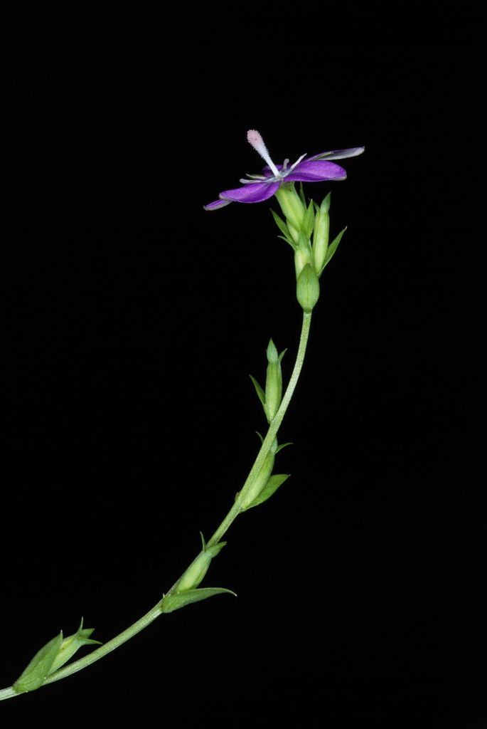 Flower and stem (Glenwood, Greensboro, NC)-Mid Summer