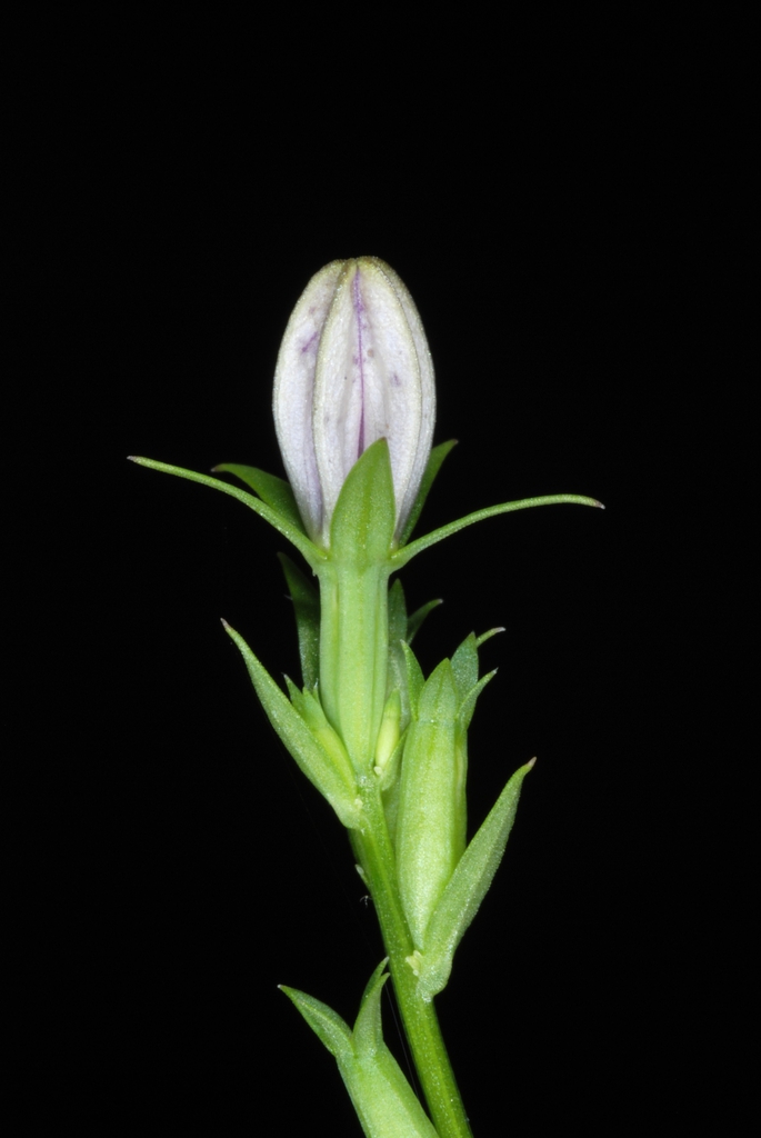 Side view flower bud (Glenwood, Greensboro, NC)-Mid Summer