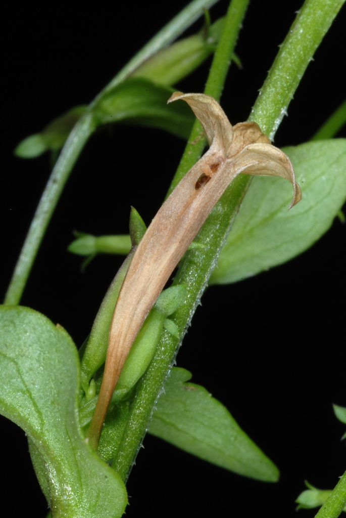 Stem and leaves (Glenwood, Greensboro, NC)-Mid Summer