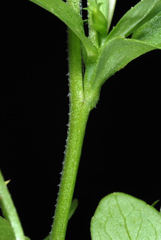 Stem and calyx (Glenwood, Greensboro, NC)-Mid Summer