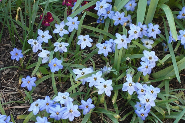 Cluster of bluish flowers