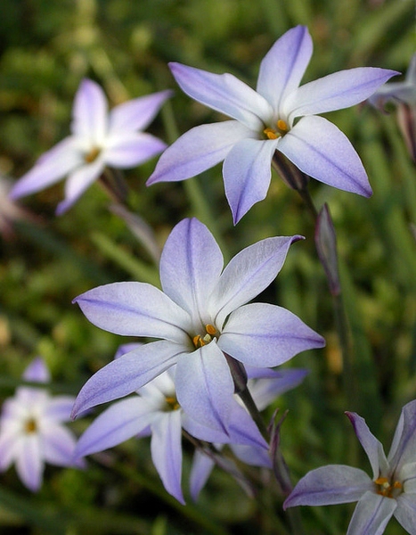 Pinkish flowers with 6 petals