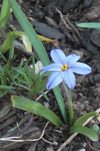 6 petaled flower