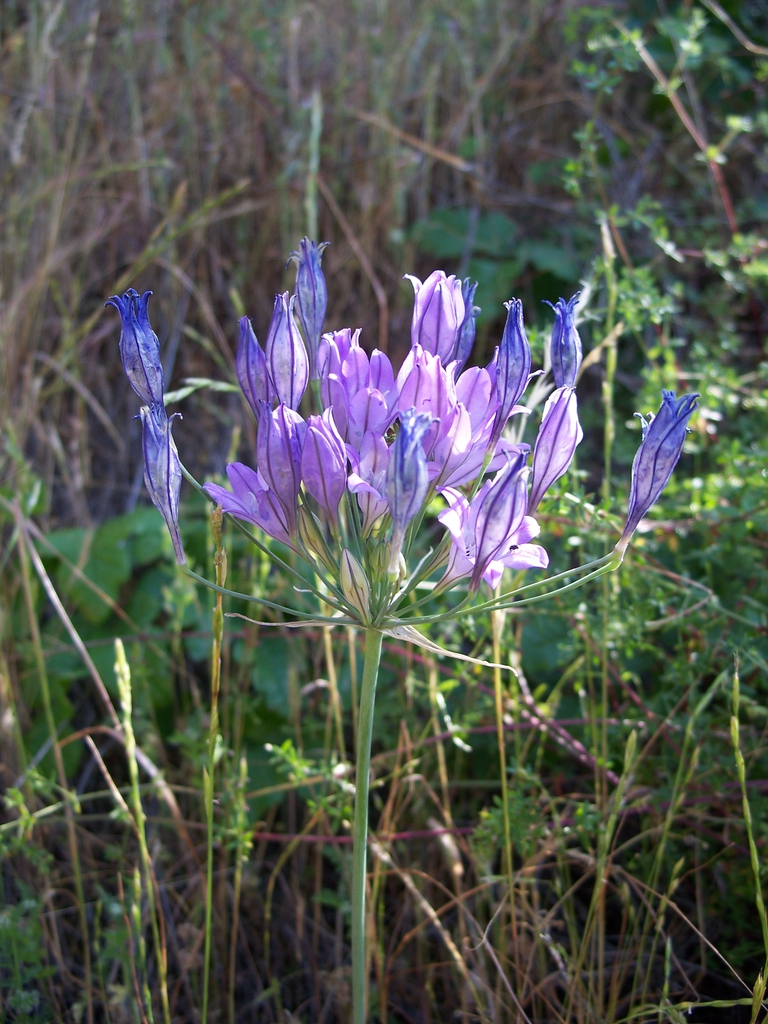 Triteleia laxa