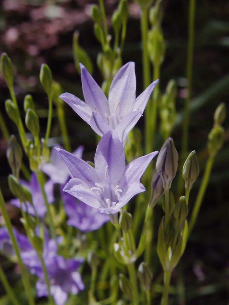 Triteleia laxa