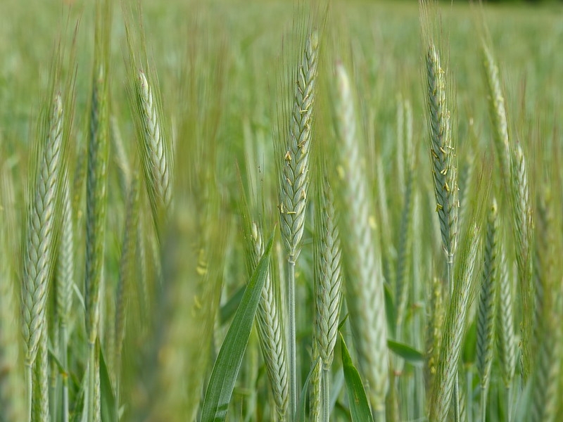field of triticale grass with spikes of grain.