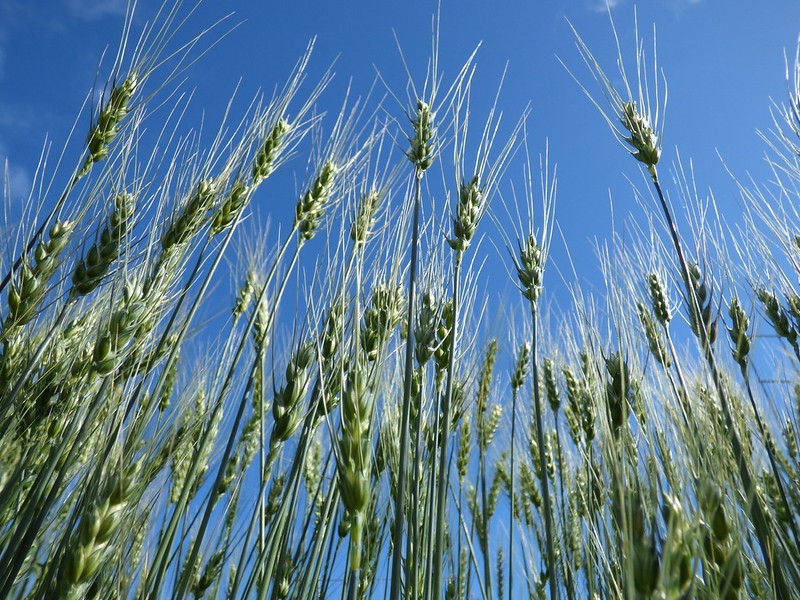 Upright spikes of grain.